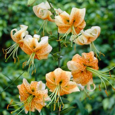 Martagon Lilium Flower Bulbs