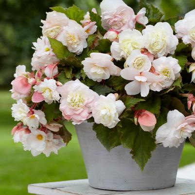 Odorata Begonia Flower Bulbs