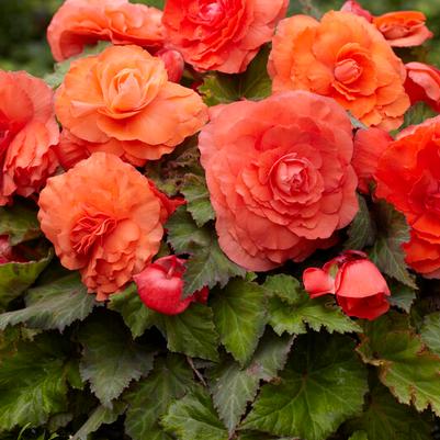 Samba & Superba Begonia Bulbs