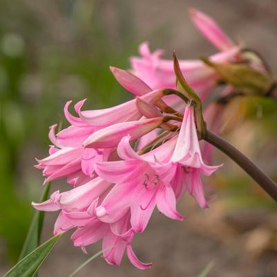 Amaryllis Flower Bulbs (Fall)