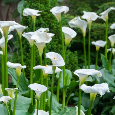 Calla Flower Bulbs (Fall)