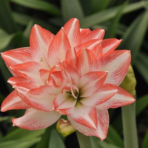 Israeli Amaryllis Flower Bulbs