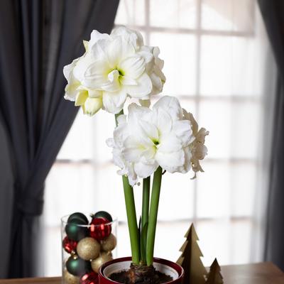 South African Amaryllis Flower Bulbs