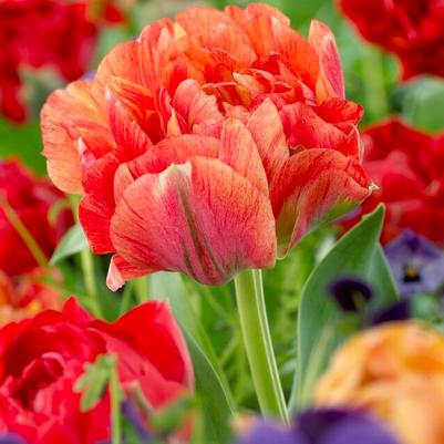 Double Mid Tulip Bulbs