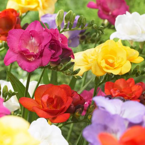Freesia Flower Bulbs
