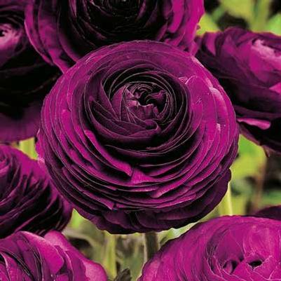 Aviv Ranunculus