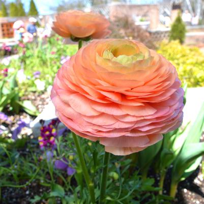 Tecolote Ranunculus