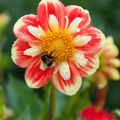 Specialty Dahlia Tubers
