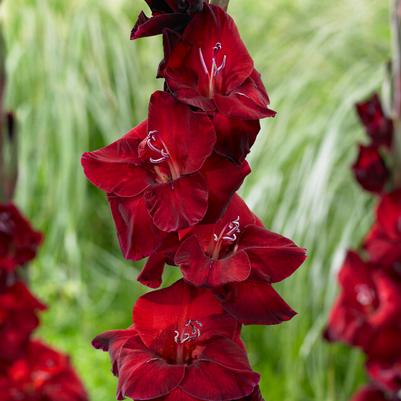 Large Flowering Gladiolus Bulbs