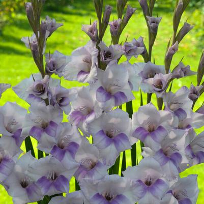 Bambino Gladiolus Bulbs