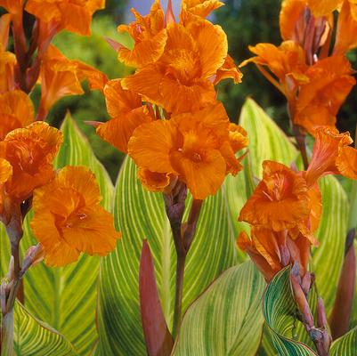Striped Leaf Canna Rhizomes