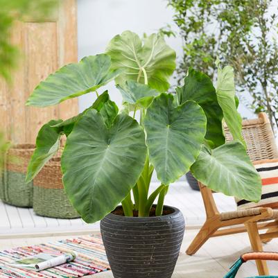 Wholesale Colocasia Flower Bulbs