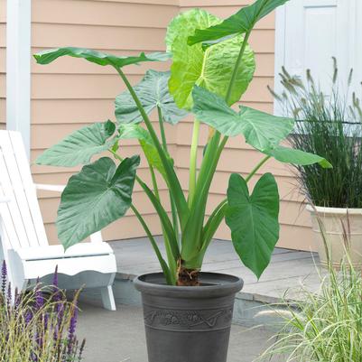 Wholesale Alocasia Flower Bulbs