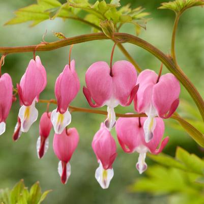 Dicentra