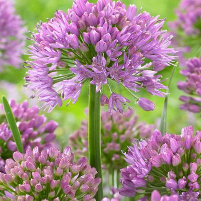 Allium (Spring)