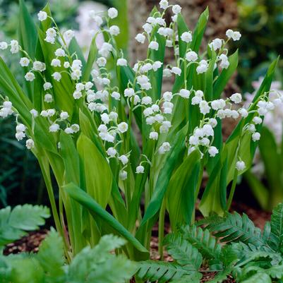 Convallaria