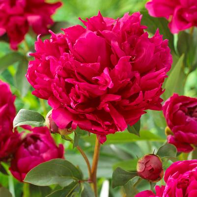 Garden Peonies