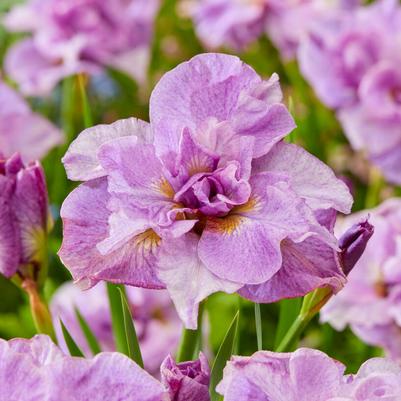 Siberian Iris (Siberica)