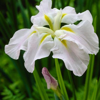 Japanese Iris (Ensata)