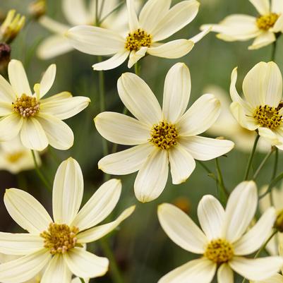 Coreopsis