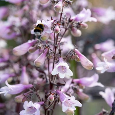Penstemon