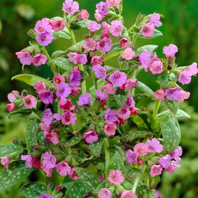 Pulmonaria