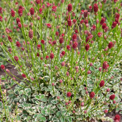 Sanguisorba