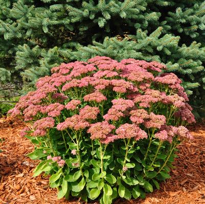 Sedum