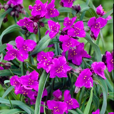 Tradescantia