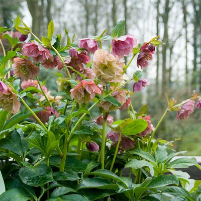 Helleborus
