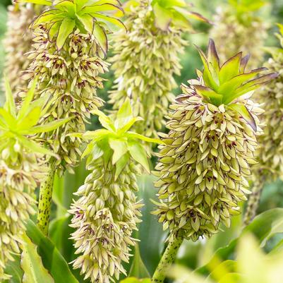 Eucomis