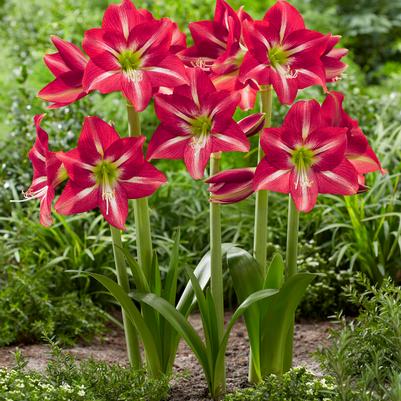 Dutch Field Amaryllis