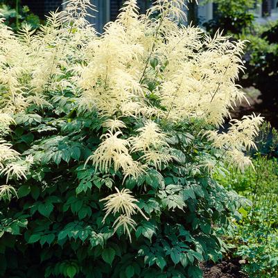 Aruncus
