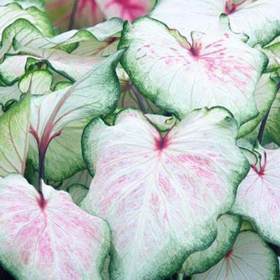 Strap Leaf Caladiums Tubers