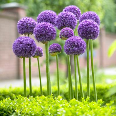 Giant Allium Flower Bulbs