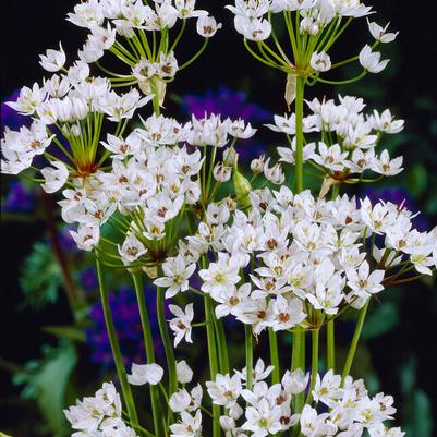 Miniature Allium Flower Bulbs