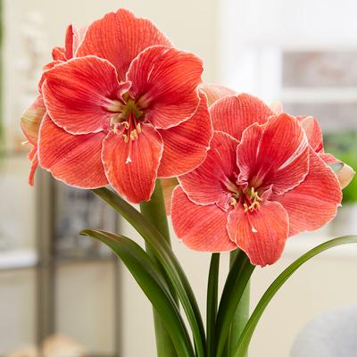 Dutch Amaryllis Flower Bulbs