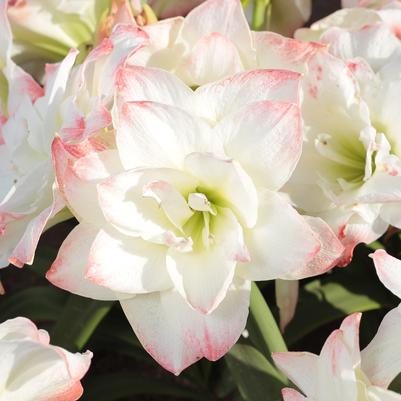 Peruvian Amaryllis Flower Bulbs