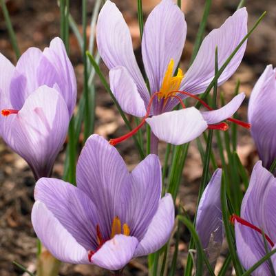 Autumn Flowering Crocus Flower Bulbs