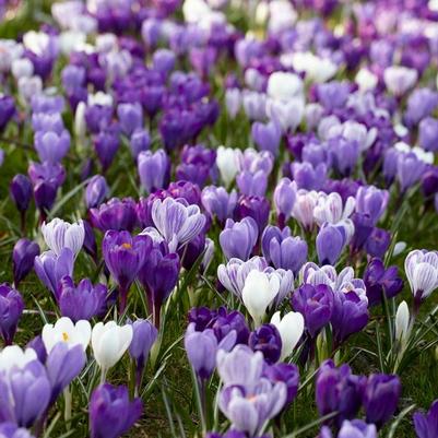 Large Flowering Crocus Flower Bulbs