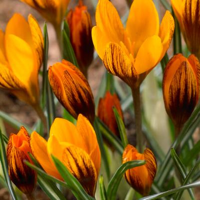 Species Crocus Flower Bulbs