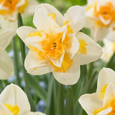Double Daffodil Flower Bulbs