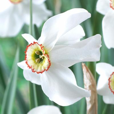 Small Cupped Daffodil Flower Bulbs