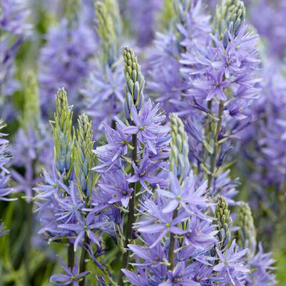 Camassia Flower Bulbs