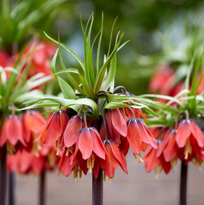 Fritillaria Flower Bulbs