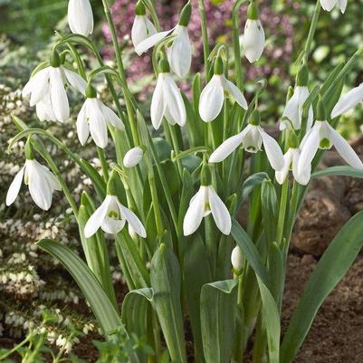 Galanthus Flower Bulbs