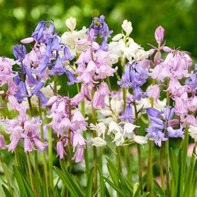 Hyacinthoides Flower Bulbs
