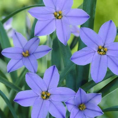 Ipheion Flower Bulbs