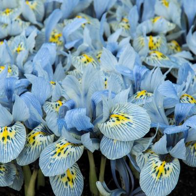Dutch Iris Flower Bulbs 