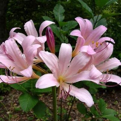 Lycoris Flower Bulbs